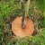 Import Coconut Fibers Mulch Ring Tree Protector Mat 12 Inch Coconut Coir Mulch Natural Weed Control Mats Tree Planter Disc Coconut Tree from China