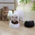 Import Factory Eco Friendly More Color Animal Shape Cat Pet Dog Feeder Food Bowl from China