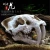 Import Factory high quality  saber-toothed tiger skull  model from China