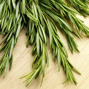 Factory Supply Rosemary Oil Bulk 100% Pure for Human Health