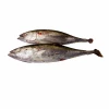 Fengsheng Seafood Exporter Purse Seine Protein Rich Frozen Yellowfin Tuna Fish