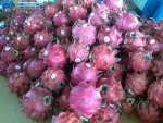First Grade Fresh Dragon Fruits