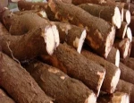 Fresh Cassava