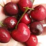 Fresh Cherries, Cheap Fresh Cherries, Grade A Fresh Cherries, Frozen Fresh Cherries, FRESH CHERRIES, Cherries