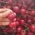 Import Fresh Cherry from South Africa