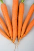 fresh Chinese carrot