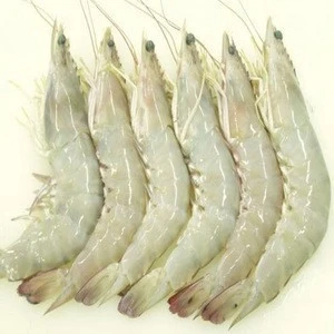 Fresh Frozen HOSO Sea White Shrimp / Vannamei Shrimp Hoso /Frozen Headless White Shrimps