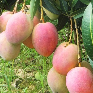 Fresh fruit green organic mango from China