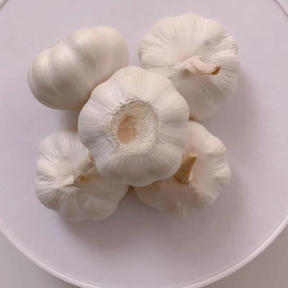 fresh garlic seeds bawang putih/ ajo garlic single Spain
