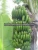 Import Fresh Laba Banana from Vietnam