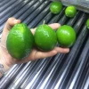 Fresh Seedless Lime Lemon 84981144196 Vietnam Style Packing 7 Kg Per Box with Green Color Natural Sour T/T, L/C 15 Days 4 up Cm