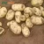 Import Fresh Shandong Potato 80-150g to Malaysia from China