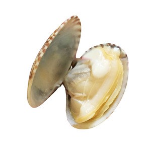 Frozen High Quality Seafood White Clam