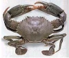 frozen mud crab for sale