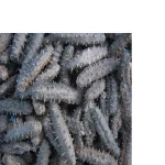 Frozen Sea Cucumber and Quality Dried Sea Cucumber Hot Sales..