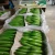 Import GREEN and FRESH BANANAS!!! from Ecuador