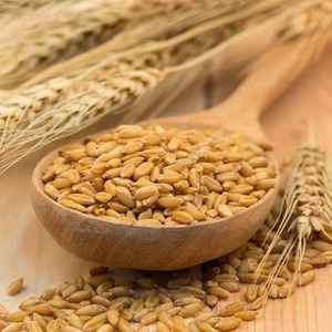 High Purity Feed Barley Grains
