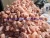 Import High Quality and Best Selling himalayan industrial salt high quality salt lumps boulders all natural rock salt bulk quantity from Pakistan