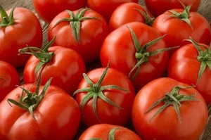 High Quality Farm Fresh Tomatoes