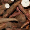 High Quality Fresh Cassava