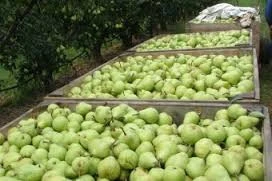 High quality Fresh Organic Pears