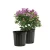 Import High quality hot-selling plastic rectangular plant pots unique design clear nursery pots from China