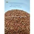 Import High Quality Machine Cleaned Red Sorghum Available at Attractive Price from India