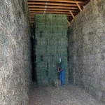 High Quality Timothy, Alfalfa Lucerne Hay , Orchard, Fescue, Bermuda, Grass Hay For Sale