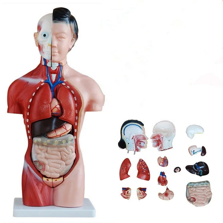 Human body model    Detachable Human Organs Torso Anatomy Model