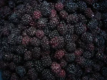IQF Whole Frozen Blackberry Fruit