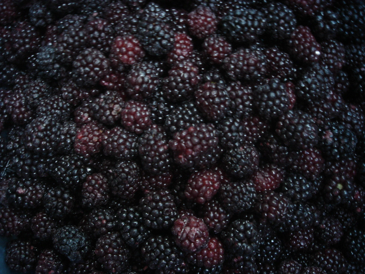 IQF Whole Frozen Blackberry Fruit