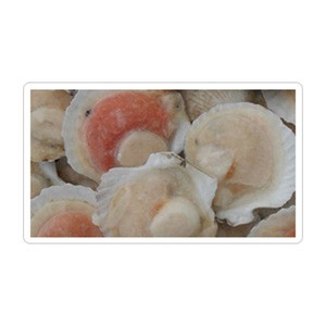 Japan frozen hokkaido scallops can not forget the delicious food