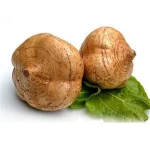 Kingshire Jicama seed yam bean sa got Seed