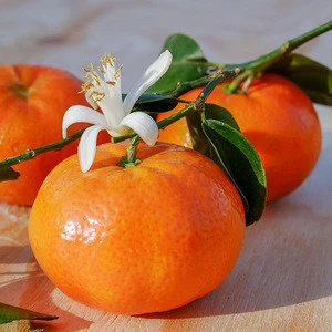 Market Price Sweet Tangerine Mandarin in Fresh Citrus Fruit