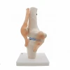 medical human knee joint model with muscle