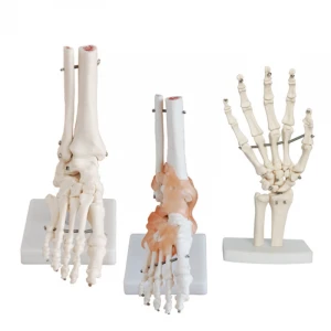 Medical School Equipment Human Electronic Half-body CPR Training Manikin models for training Skeleton with Muscles and Ligaments