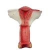 Medical teaching human anatomical model natural large uterus model