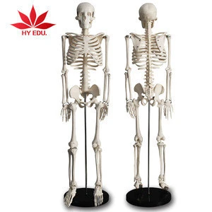 Mini human 85cm skeleton model with the spinal nerve medical science model