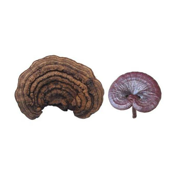 Natural Organic Reishi Mushroom Extract Powder for Healthcare Supplement Use