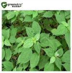 Nettle seed extract