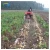 Import New design carrot potato harvesting machine/Sweet potato harvest/Garlic Reaping Machine from China