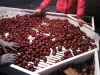 new season best exporting  40-60 fresh chinese chestnut