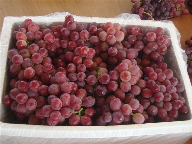new season xinjiang grape export sweet red grape wholesale
