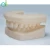 Import New technology Customized Dental 3D printing SLA Medical grade photosensitive resin typodont tooth model from China