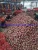 Import Onion, Fresh Onion, 2021crop Lowest Price of China Fresh Onion Top Quality Health Product Nature Farm Product from China