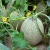 Import Orange flesh strong growth anti wilt disease hybrid musk melon seeds from China