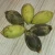 Import Pao tong zhong zi fast grow princess empress tree paulownia elongata seed with certificate from China