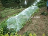 poly tunnel garden greenhouse