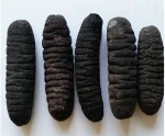 Premium Quality Dried Sea Cucumber