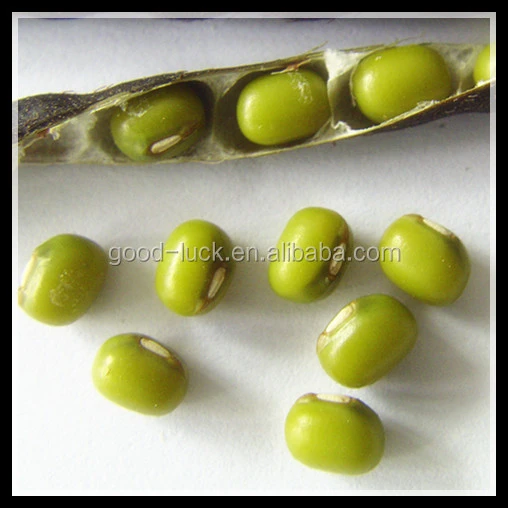 Price for Green Mung Beans / Green Gram , 3.5mm